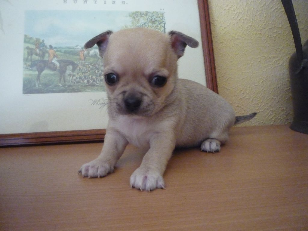 de la grille blanche - chihuahua poil court