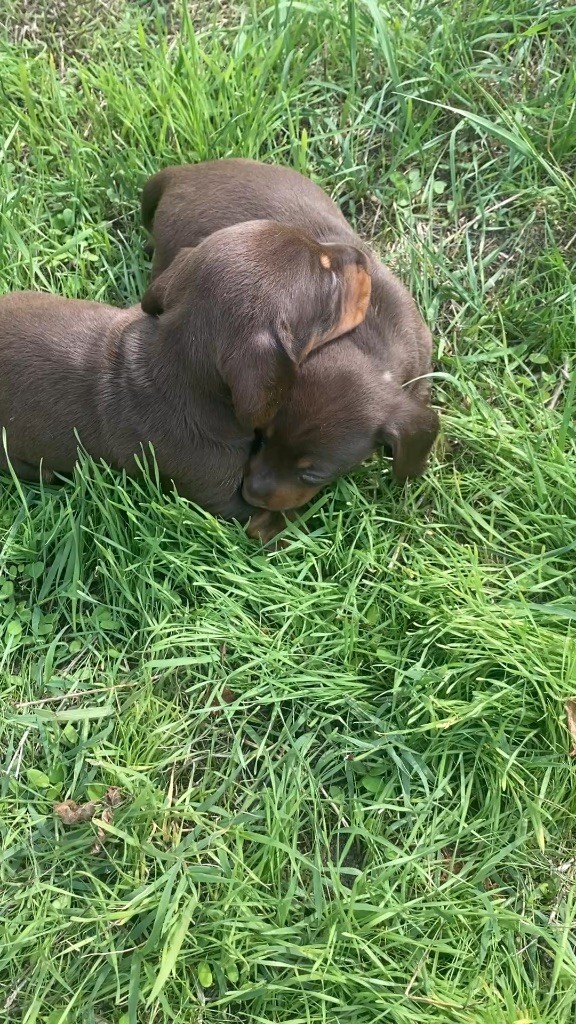 de la grille blanche - Chiots disponibles - Teckel poil ras
